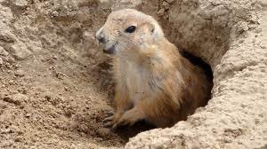Prairie dog as an ecosystem engineer