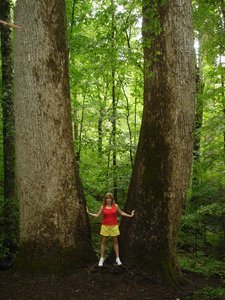 Old growth forest as an example of unfragmented habitat