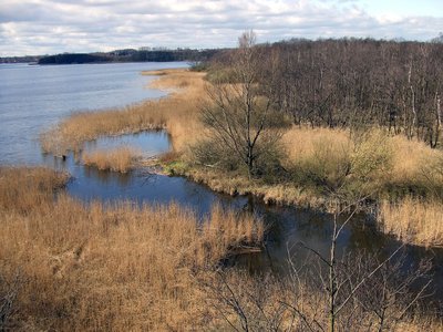 Reed beds as an ecotone between forest and lake