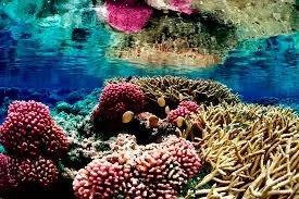 Coral reef as an example of organisms shaping landscapes