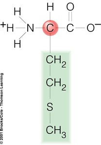 Structure of phenylalanine amino acid