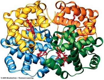 3D structure of hemoglobin protein