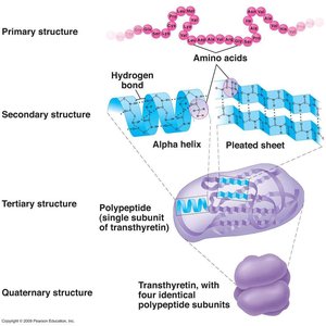 Levels of protein structure: primary, secondary, tertiary, quaternary