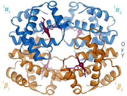 Quaternary structure of hemoglobin