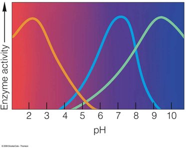 Student data and graph: Effect of pH on catalase activity