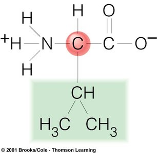 Structure of glycine amino acid