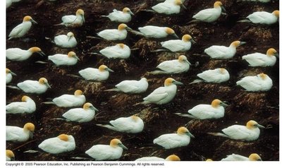 Gannets showing uniform dispersion
