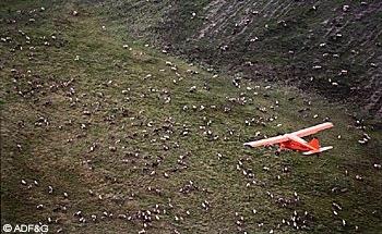 Counting caribou by plane for population density estimation