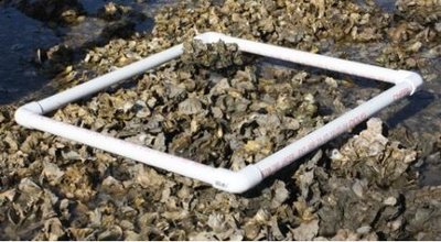 Oyster sampling via quadrats for density estimation