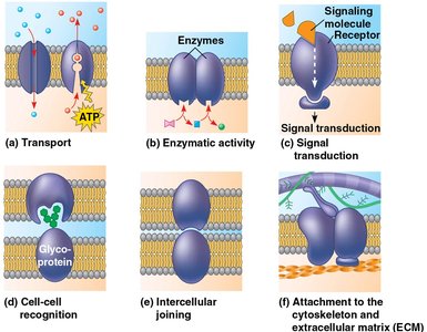 Six major functions of membrane proteins