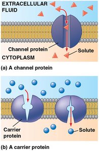 Channel and carrier proteins facilitating transport across the membrane