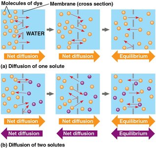 Diagram showing diffusion and equilibrium across a membrane