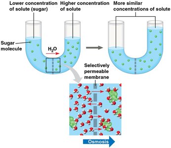 Osmosis across a selectively permeable membrane