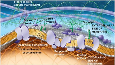Diagram of plasma membrane components including proteins, lipids, carbohydrates, and extracellular matrix