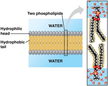Phospholipid bilayer showing hydrophilic heads and hydrophobic tails