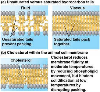 Comparison of membrane fluidity with unsaturated and saturated hydrocarbon tails and cholesterol