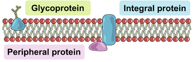 Diagram showing glycoprotein, integral protein, and peripheral protein in the membrane