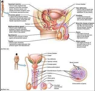 Male reproductive system anatomy