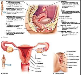 Female reproductive system anatomy