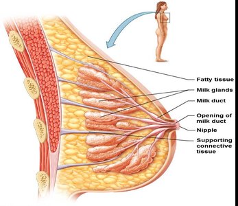 Breast anatomy