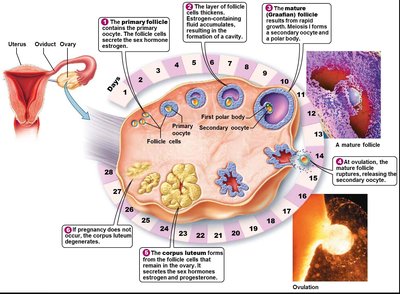 Ovulation
