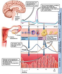 Hormonal control of ovarian and uterine cycles