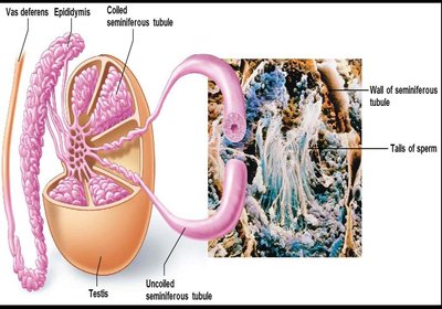 Testes and seminiferous tubules