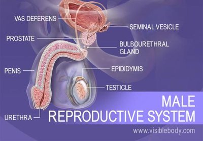 Male reproductive system labeled