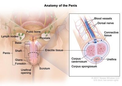 Anatomy of the penis