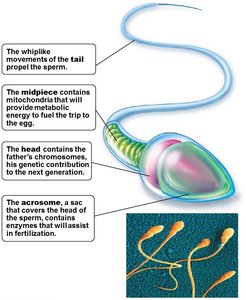 Structure of sperm cell