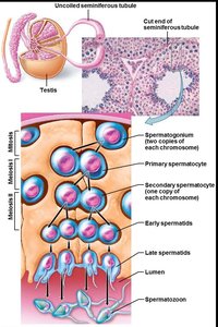 Stages of spermatogenesis