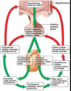 Hormonal regulation of male reproduction