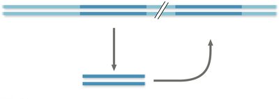 Transposon movement mechanism
