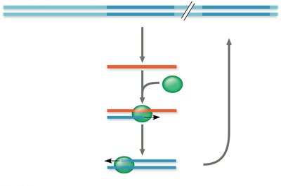Retrotransposon movement mechanism