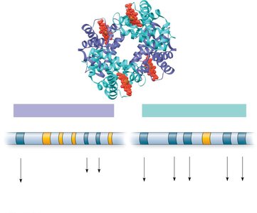 Human α-globin and β-globin gene families
