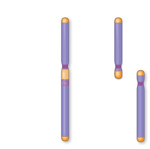 Human and chimpanzee chromosome comparison