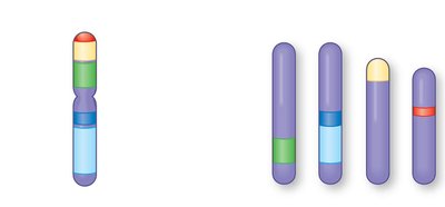 Human and mouse chromosome comparison