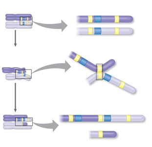 Gene duplication and deletion via transposable elements