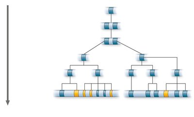 Evolution of globin gene families