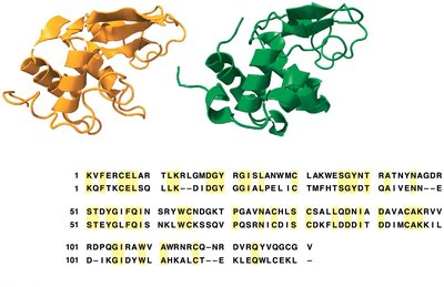 Lysozyme and α-lactalbumin sequence comparison