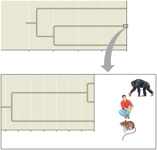 Phylogenetic tree of humans, chimpanzees, and mice