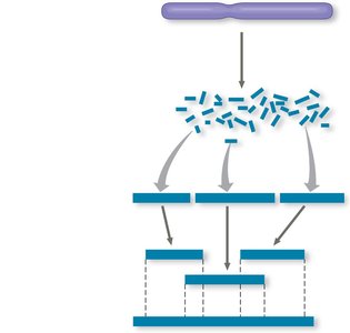 Steps in genome sequencing and assembly