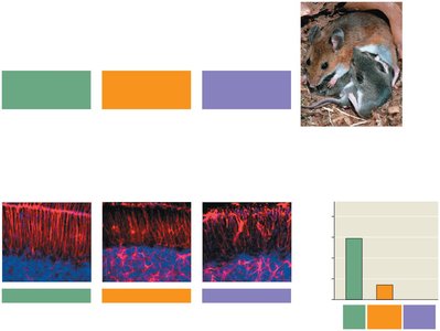 FOXP2 gene disruption experiment in mice