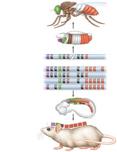 Homeotic gene expression in fruit fly and mouse