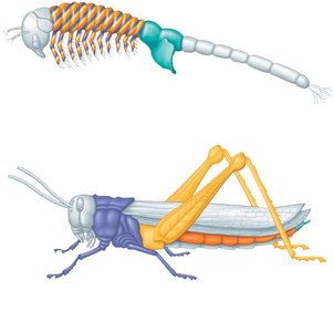 Hox gene expression in brine shrimp and grasshopper