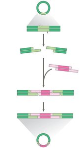 Formation of recombinant plasmid using restriction enzymes and DNA ligase