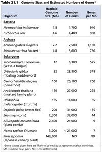 Genome sizes and estimated numbers of genes in various organisms