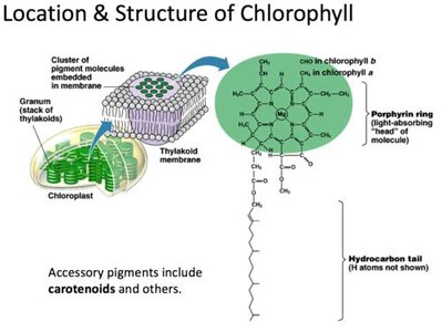 Diagram showing the structure and location of chlorophyll in the thylakoid membrane