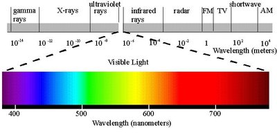 Absorption spectrum of chlorophyll and carotenoids