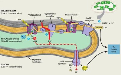Diagram of the light reactions in the thylakoid membrane, showing electron flow, ATP and NADPH production